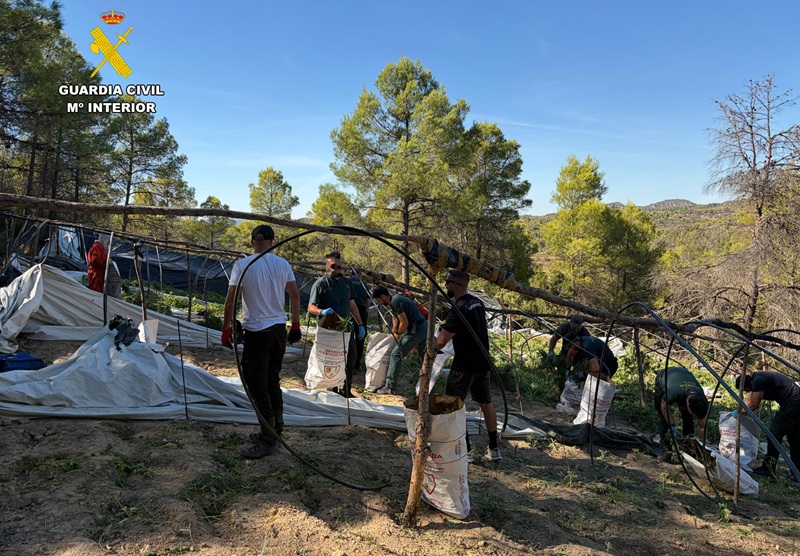 Dos detenidos y una plantación de marihuana desmantelada en Arens de Lledó