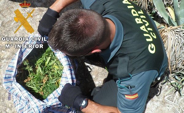 Cannabis incautado en Calaceite