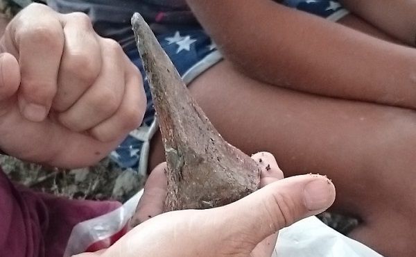 Espina de un Anquilosaurio
