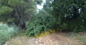 Árboles tumbados por la tormenta del sábado en Valmuel. Foto: Roberto Lahoz