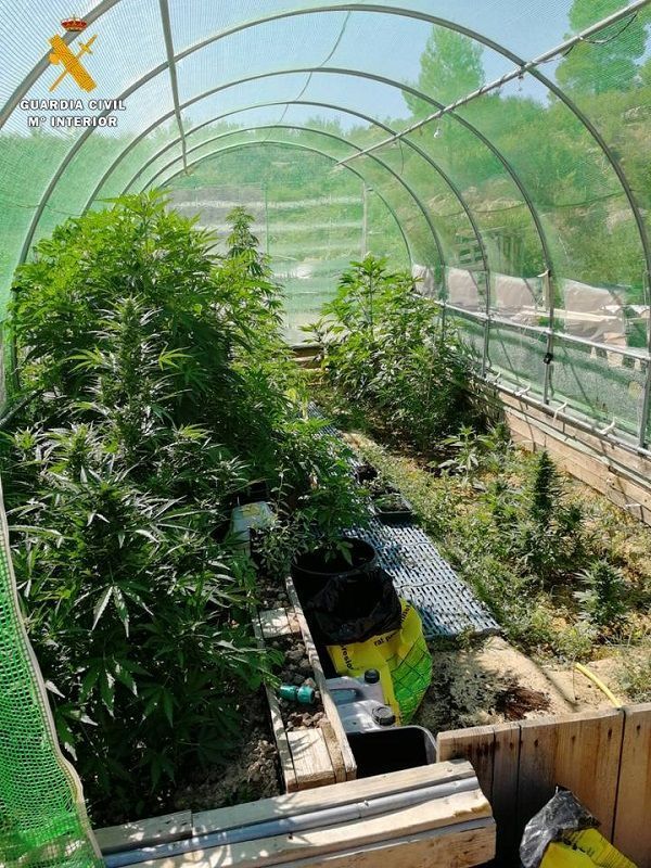 Invernadero de Maella donde fueron halladas las 60 plantas de Cannabis