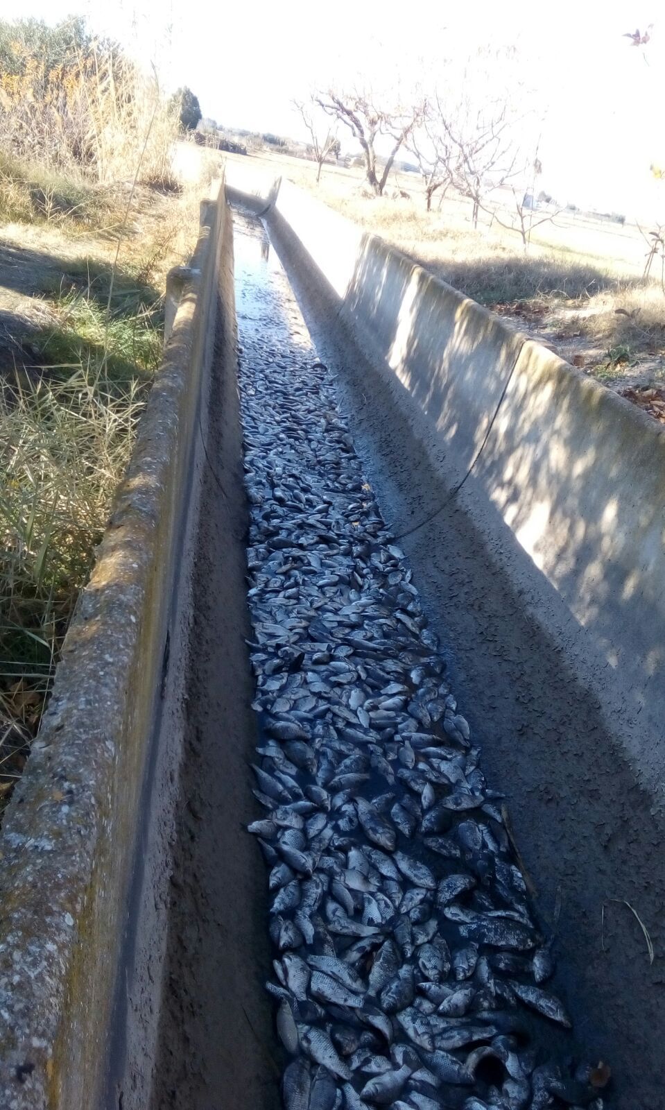 Foto: Sociedad Deportiva de Pesca de Alcañiz 