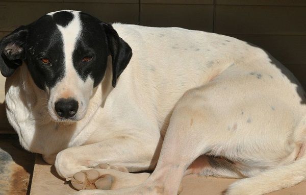 Fotografía de la Protectora de Animales (Facebook: APAP Bajo Aragón)