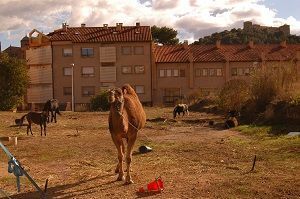 Fotografía: Plataforma Animalista