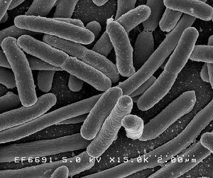 Bacteria E. Coli. Wikipedia