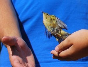 Mosquitero Musical