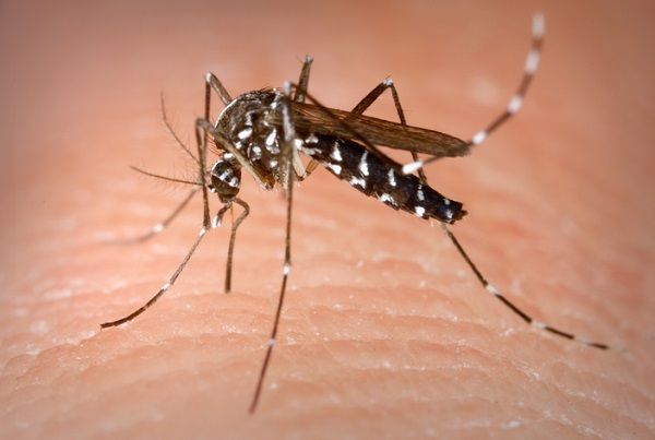Mosquito tigre. Fotografía: Wikipedia