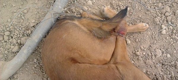 Alcañiz. Investigan el caso de un perro hallado en una trampa Hardcore atrapado en el lazo