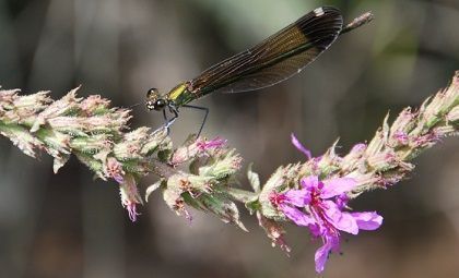 Fauna y flora de Beceite