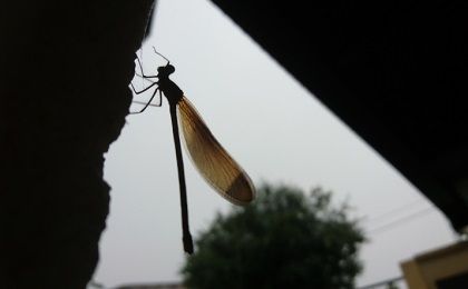 Libélula refugiada de la tormenta en Beceite