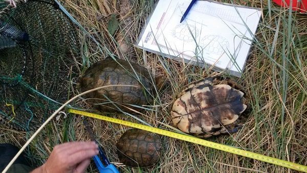 Tortugas autóctonas. Foto: Amigos del Río