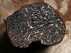 Trufa negra. Foto: Wikipedia