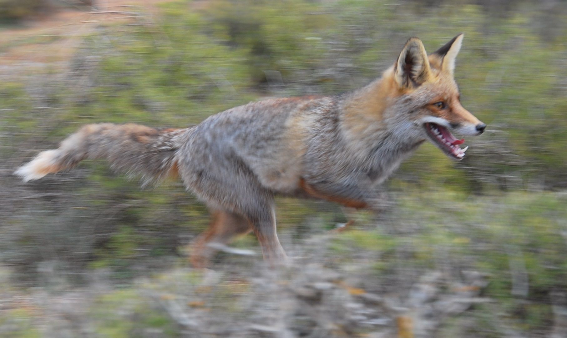 Zorro en el monte alcañizano. Bajo Aragón Digital