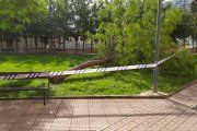 Alcañiz. Cae un árbol en la calle Concepción Gimeno Gil