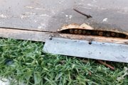 Capturadas hasta 62 avispas asiáticas reinas en las trampas instaladas en Alcañiz